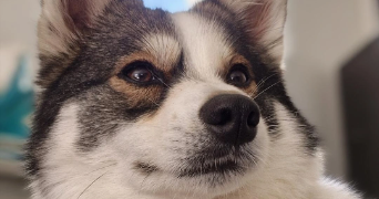 léone  pet sitter à MIRECOURT 88500_2