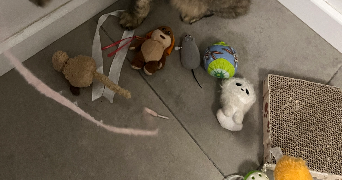 camille pet sitter à VILLENAVE D ORNON 33140_5