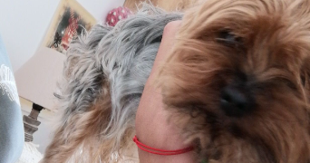 charlotte pet sitter à LA ROCHELLE 17000_3