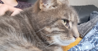 mélanie pet sitter à BEAUMONT 63110_3