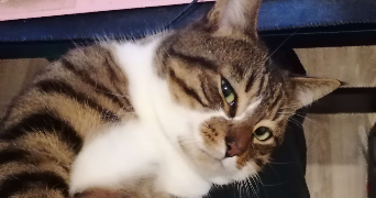 raphaël pet sitter à MOULINS 03000_0