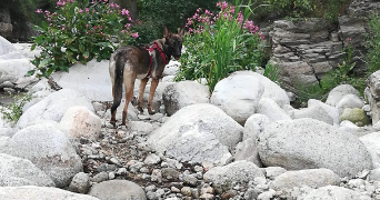 corinne pet sitter à VILLEFRANCHE DE CONFLENT 66500_1