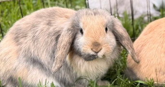 alexia pet sitter à IVRY SUR SEINE 94200_0