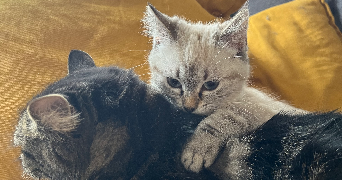 gabrielle pet sitter à VALENCIENNES 59300_3