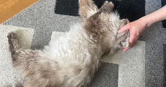 marie pet sitter à COURBEVOIE 92400_5