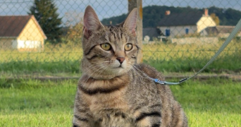 justine pet sitter à TARBES 65000_0
