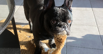 valérie  pet sitter à CHATILLON 69380_1