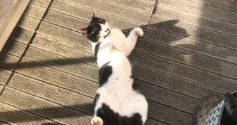 valérie  pet sitter à CHATILLON 69380_3