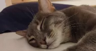 avatar petsitter