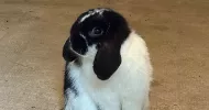 avatar petsitter