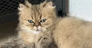 avatar petsitter