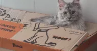 avatar petsitter