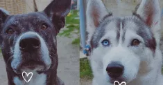 avatar petsitter