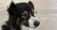 avatar petsitter