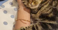 avatar petsitter