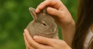 avatar petsitter