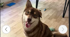 avatar petsitter
