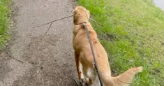 avatar petsitter