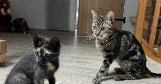 avatar petsitter
