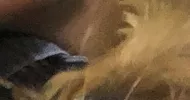 avatar petsitter