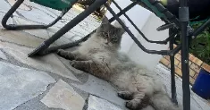 avatar petsitter