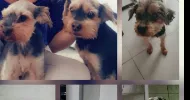 avatar petsitter