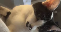 avatar petsitter