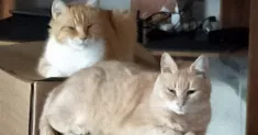 avatar petsitter