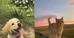 avatar petsitter