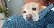 avatar petsitter