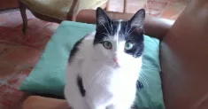 avatar petsitter