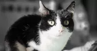 avatar petsitter