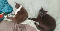 avatar petsitter