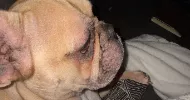 avatar petsitter