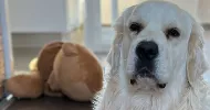 avatar petsitter