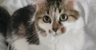 avatar petsitter