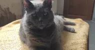 avatar petsitter