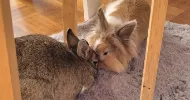 avatar petsitter