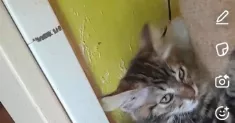 avatar petsitter