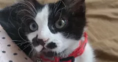 avatar petsitter