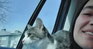 avatar petsitter
