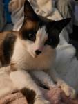 SEVERINE pet sitter à Hérouville-Saint-Clair 14200