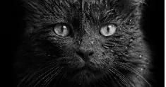 avatar petsitter
