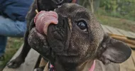 avatar petsitter