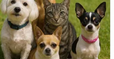 avatar petsitter