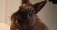 avatar petsitter