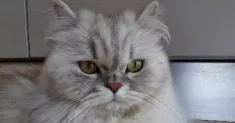 avatar petsitter