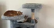 avatar petsitter