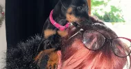 avatar petsitter