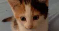 avatar petsitter